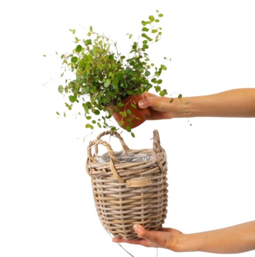 Rattan Baskets For Plants (Planter Baskets - Flower Baskets)